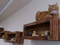 2014 臺中一日行 – 橘光咕嚕 貓主題餐廳